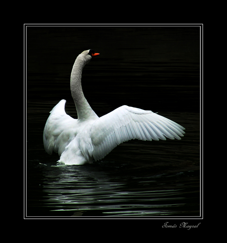 El Cisne Solitario