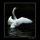 El Cisne Solitario