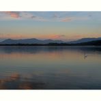 El cisne ... visto y sentido en el Lago Maggiore, Italia