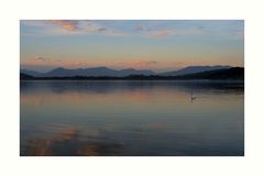 El cisne ... visto y sentido en el Lago Maggiore, Italia