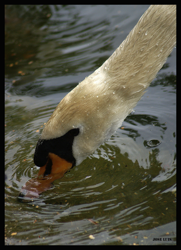 EL CISNE Y EL AGUA I