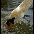 EL CISNE Y EL AGUA I