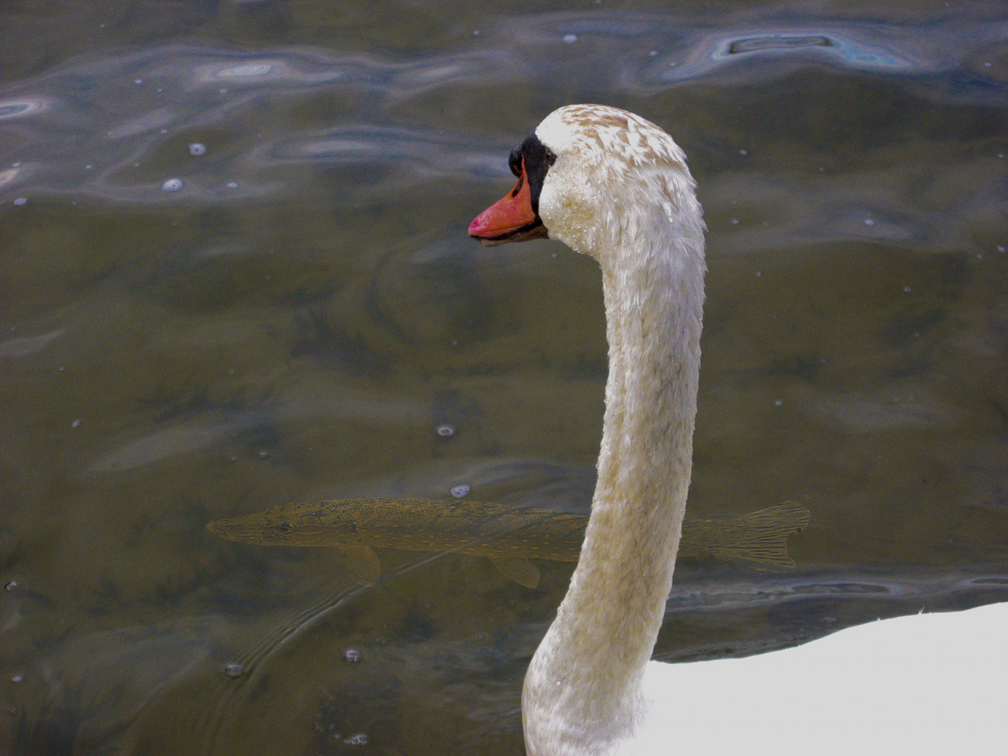 El Cisne y el Lucio