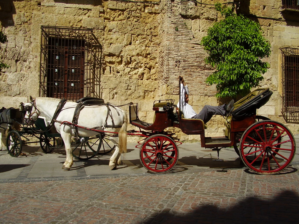 el cochero cordobés