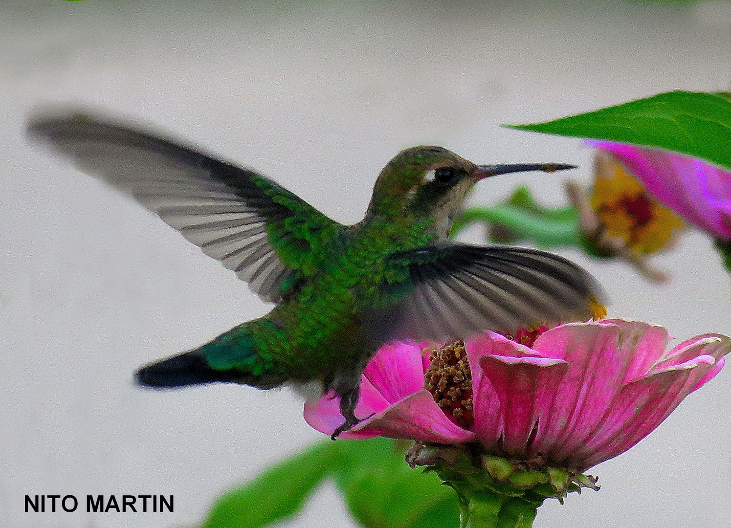 El colibrí de mi jardín