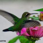 El colibrí de mi jardín