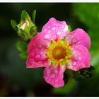 El color de la Flor.