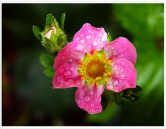 El color de la Flor.