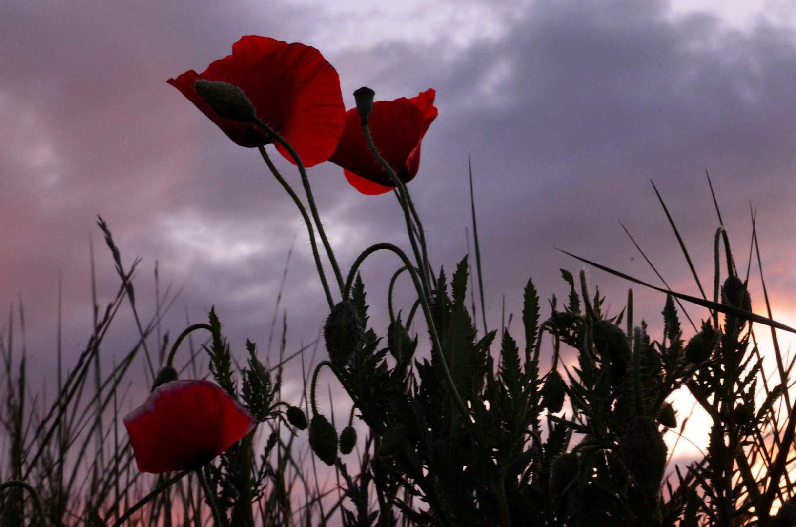 el color de la primavera