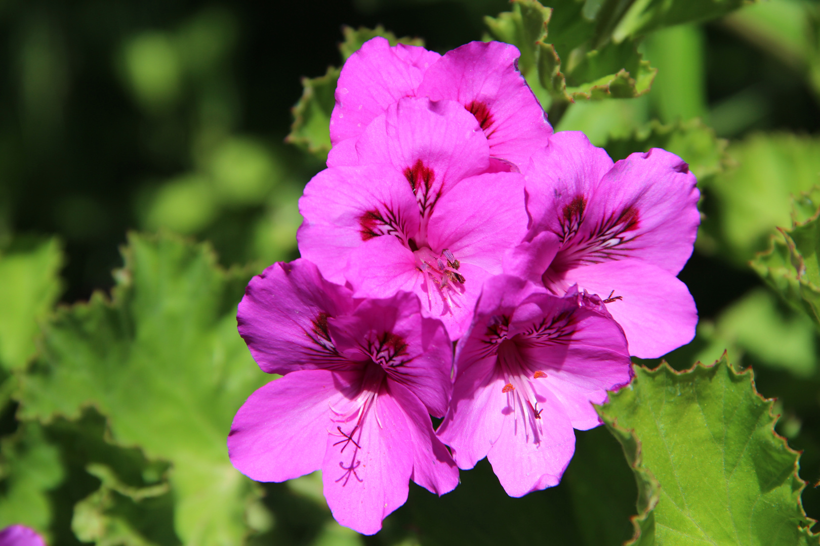 "El color de las flores"