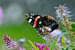 El color de las mariposas