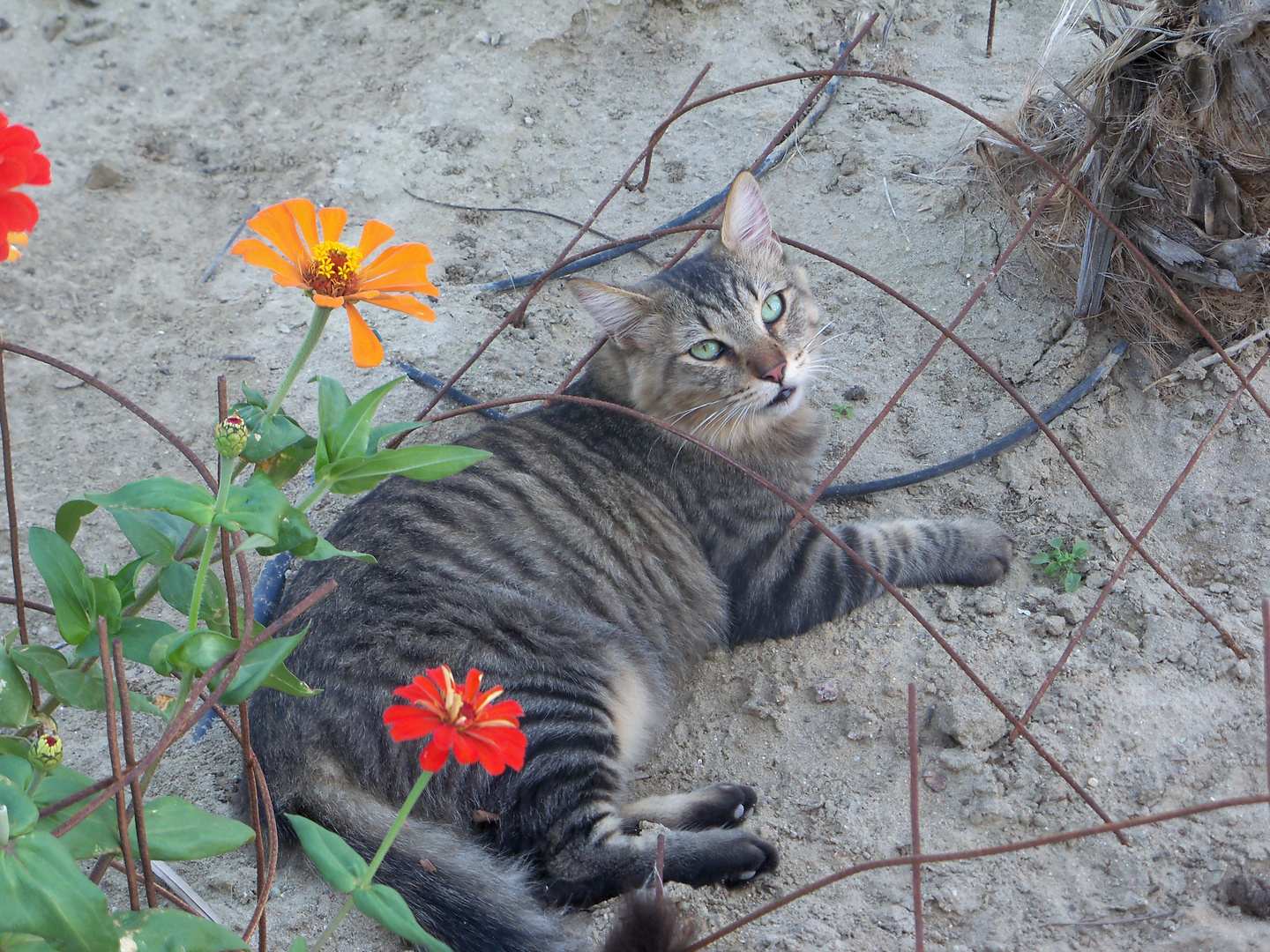 EL COLOR DEL GATO