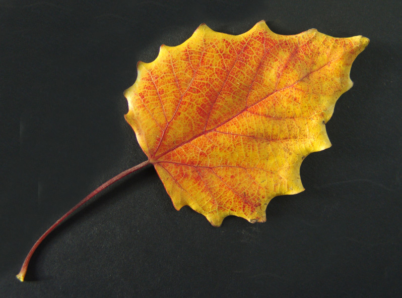 El Color del Otoño