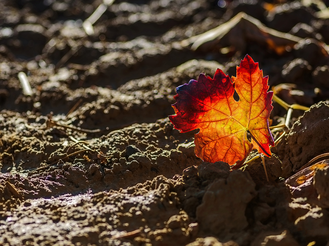 El color del Rioja,