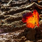 El color del Rioja,