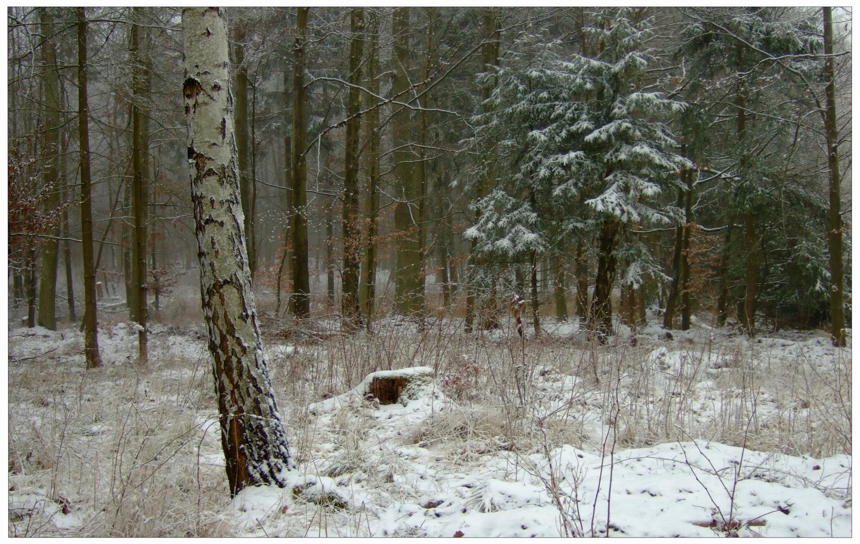 El comienzo de invierno en el bosque (Winteranfang im Wald)