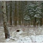 El comienzo de invierno en el bosque (Winteranfang im Wald)