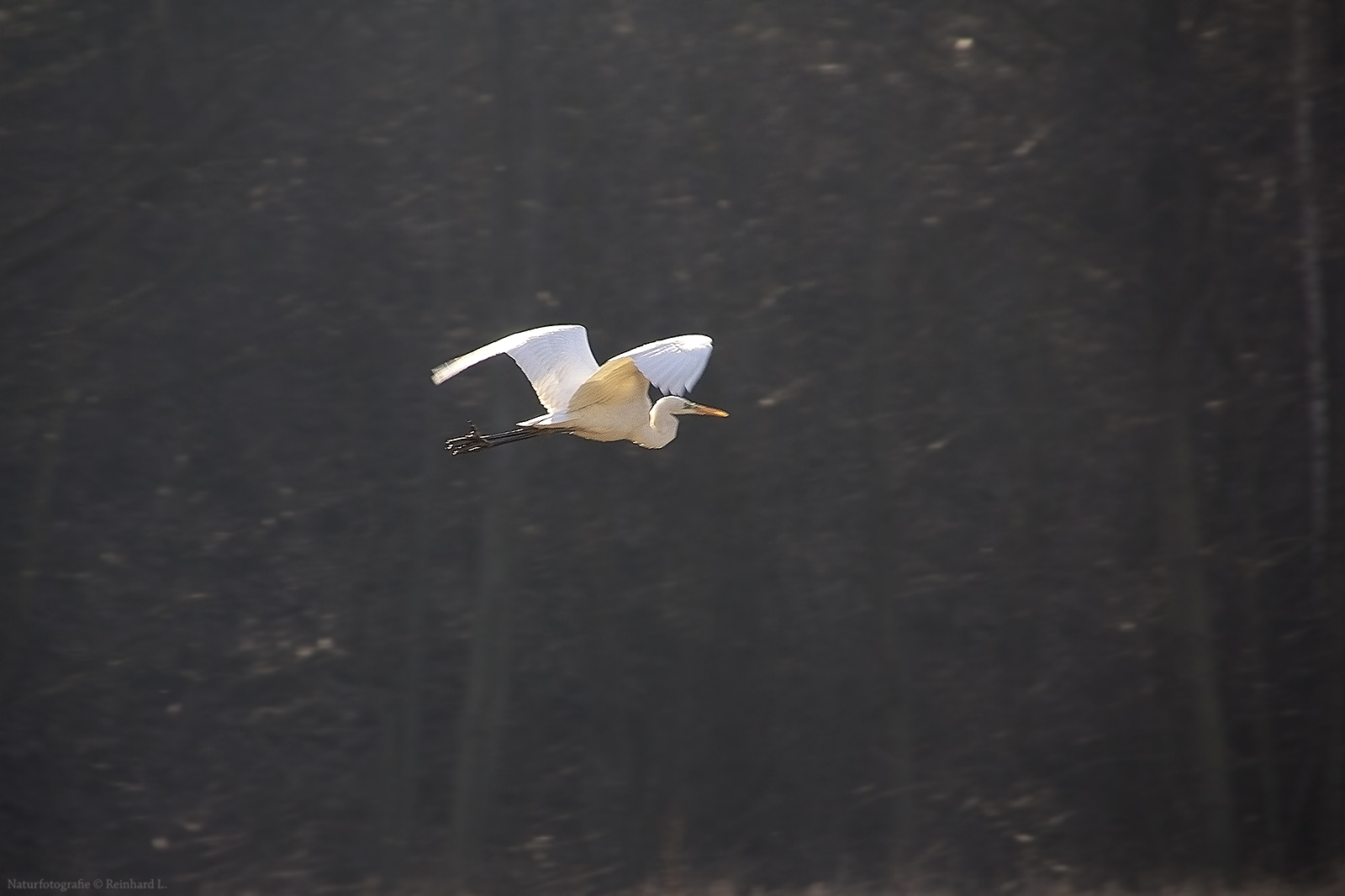  El condor pasa...