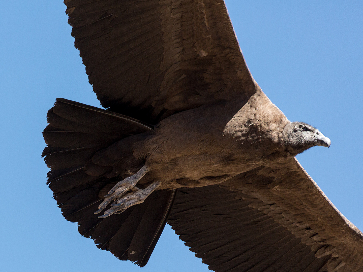 El condor pasa