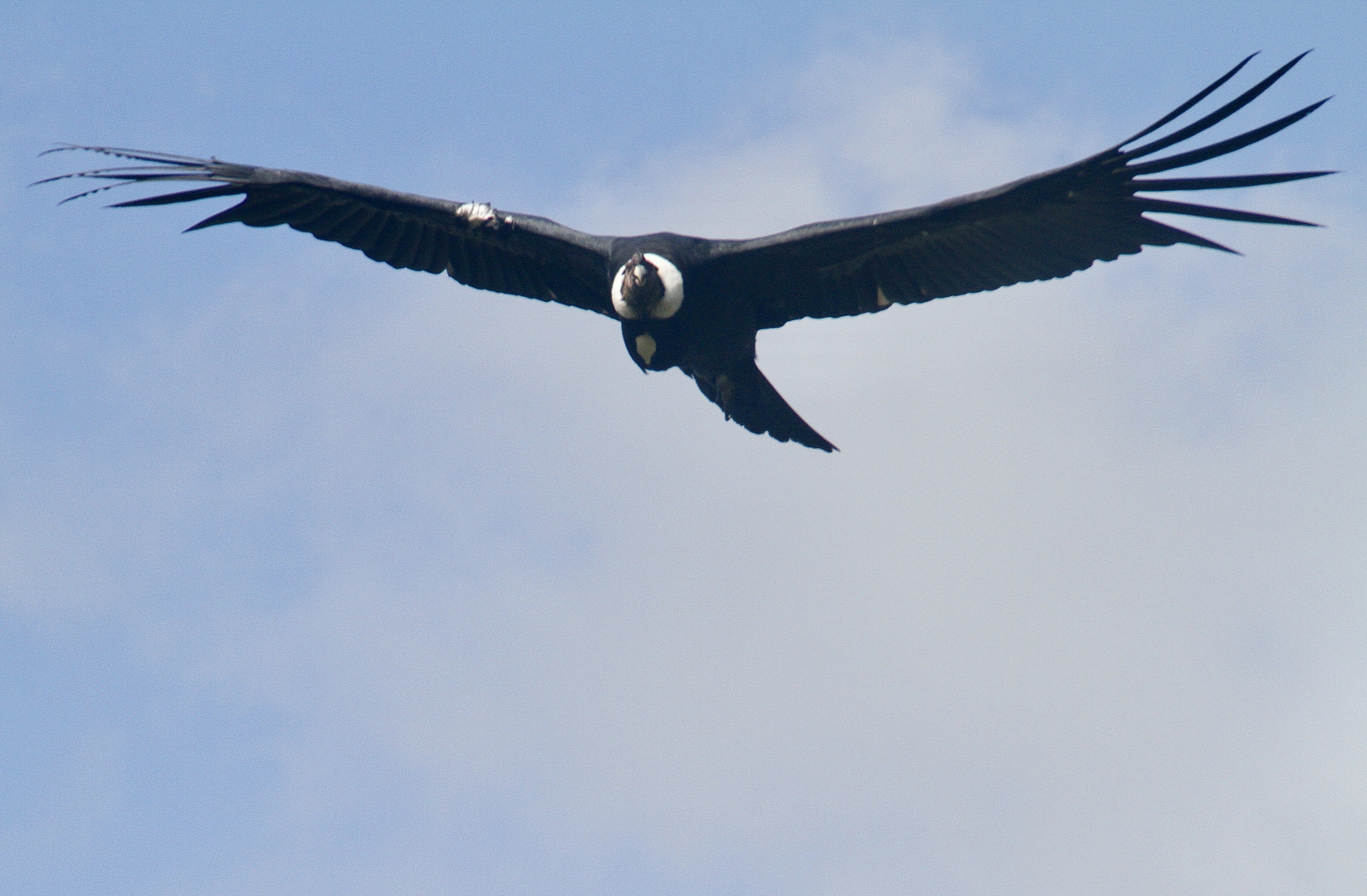 El condor pasa