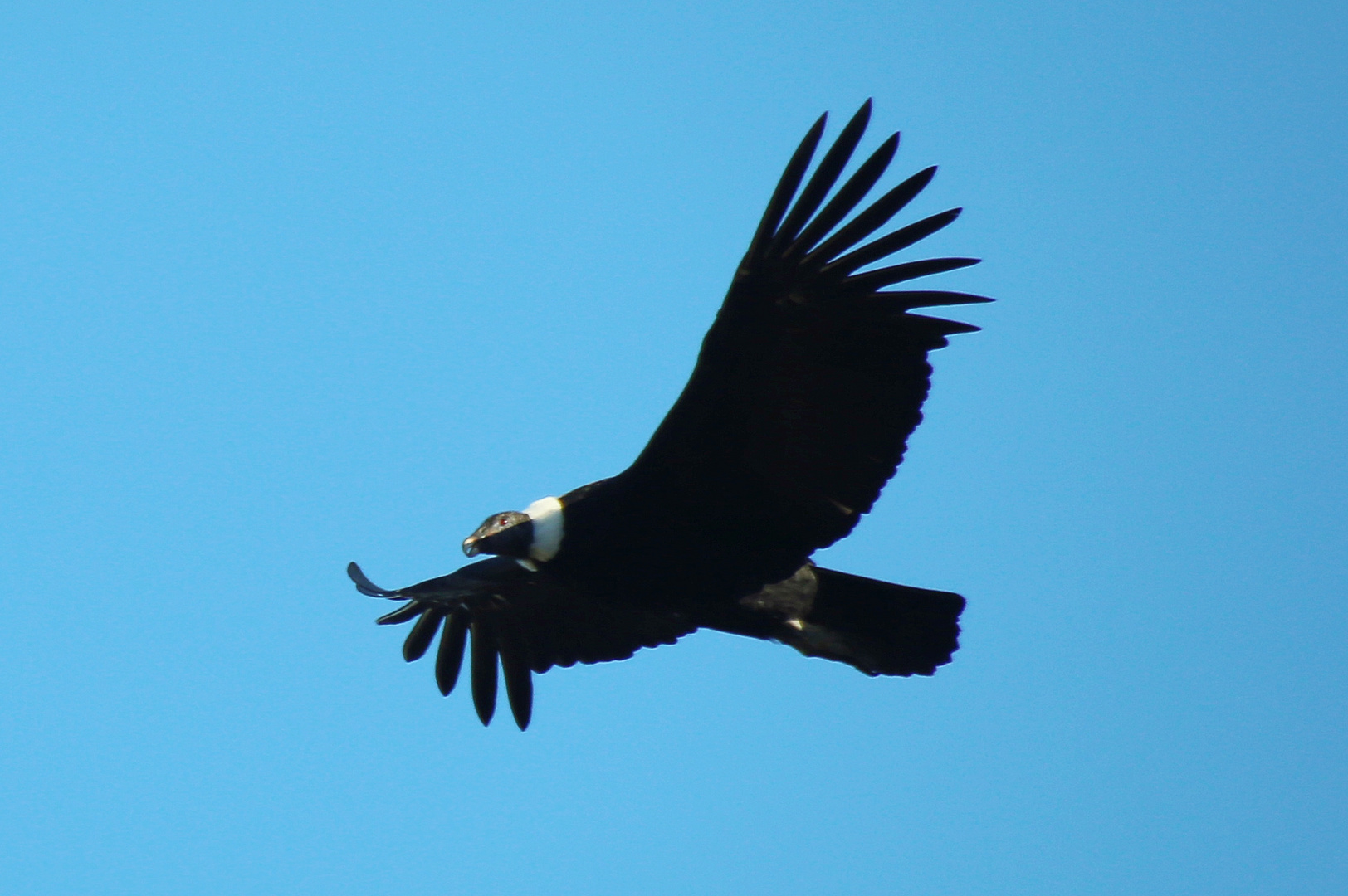 El Condor Pasa Foto & Bild south america, argentina, national parks