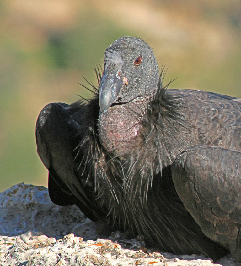 El condor pasa