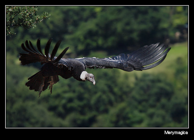 EL CONDOR PASA...