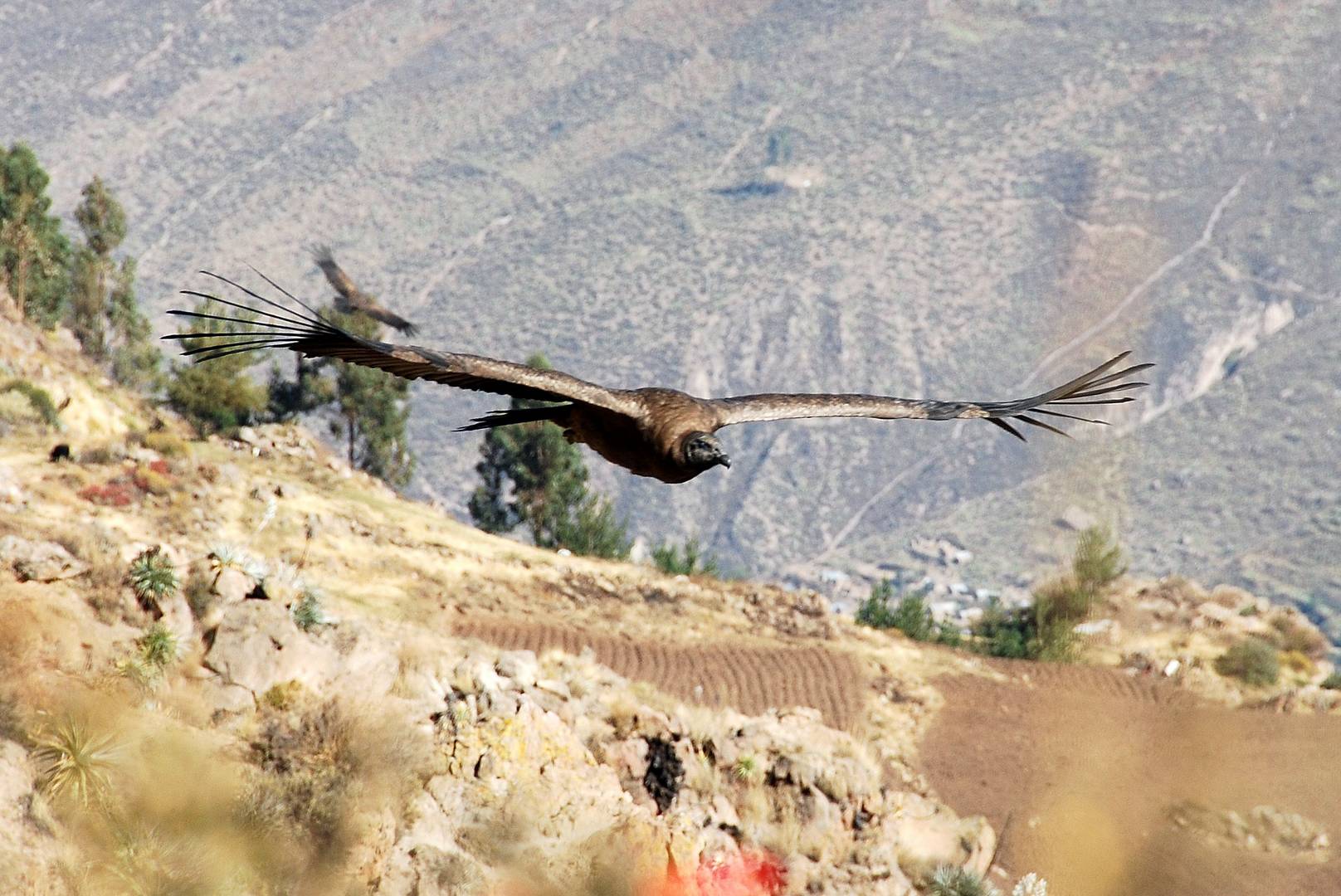 El condor passa