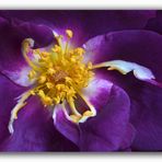 El corazón de la flor