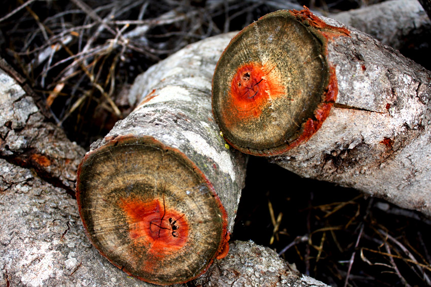 el corazón del árbol