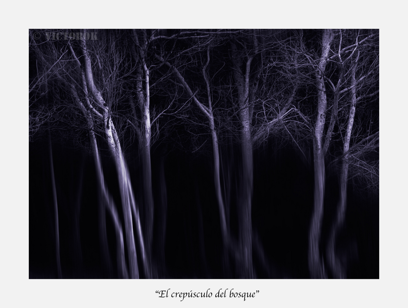 El crepúsculo del bosque