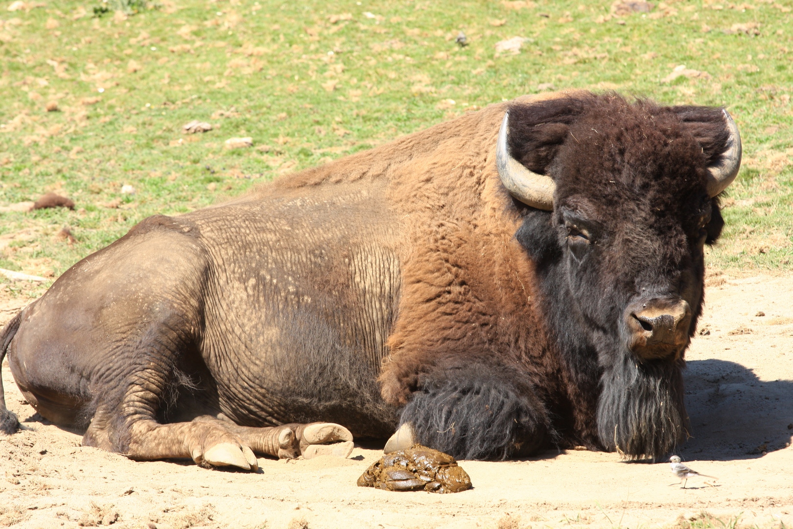 El descanso del bisonte.