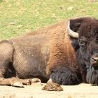 El descanso del bisonte.