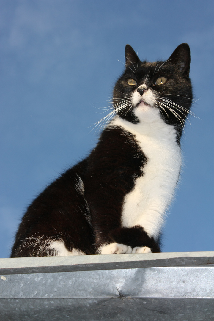 el deseo de una gata en el cielo