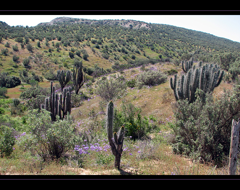 El desierto florido