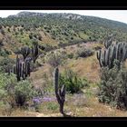 El desierto florido