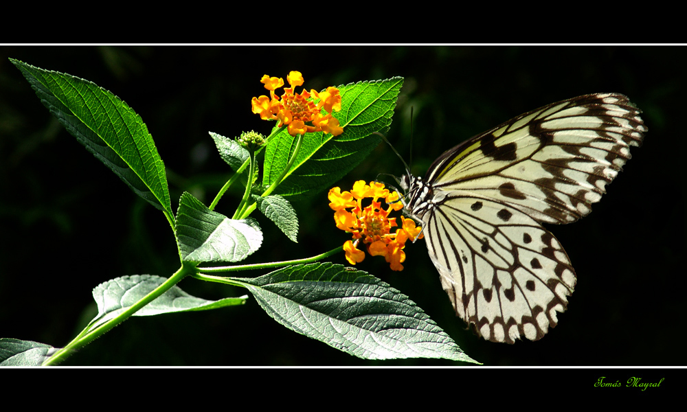 El Día de la Mariposa