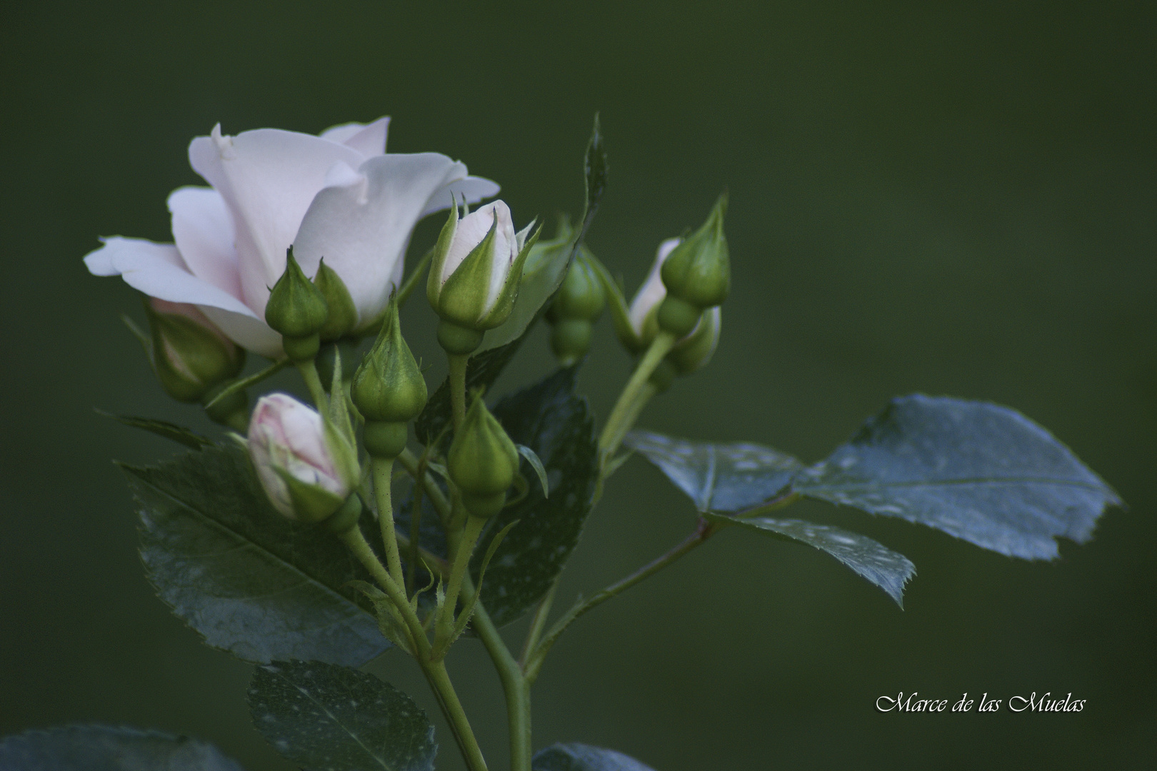 ...el dia de la rosa...