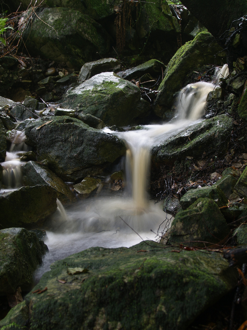 El dorado (hecho en asturias)