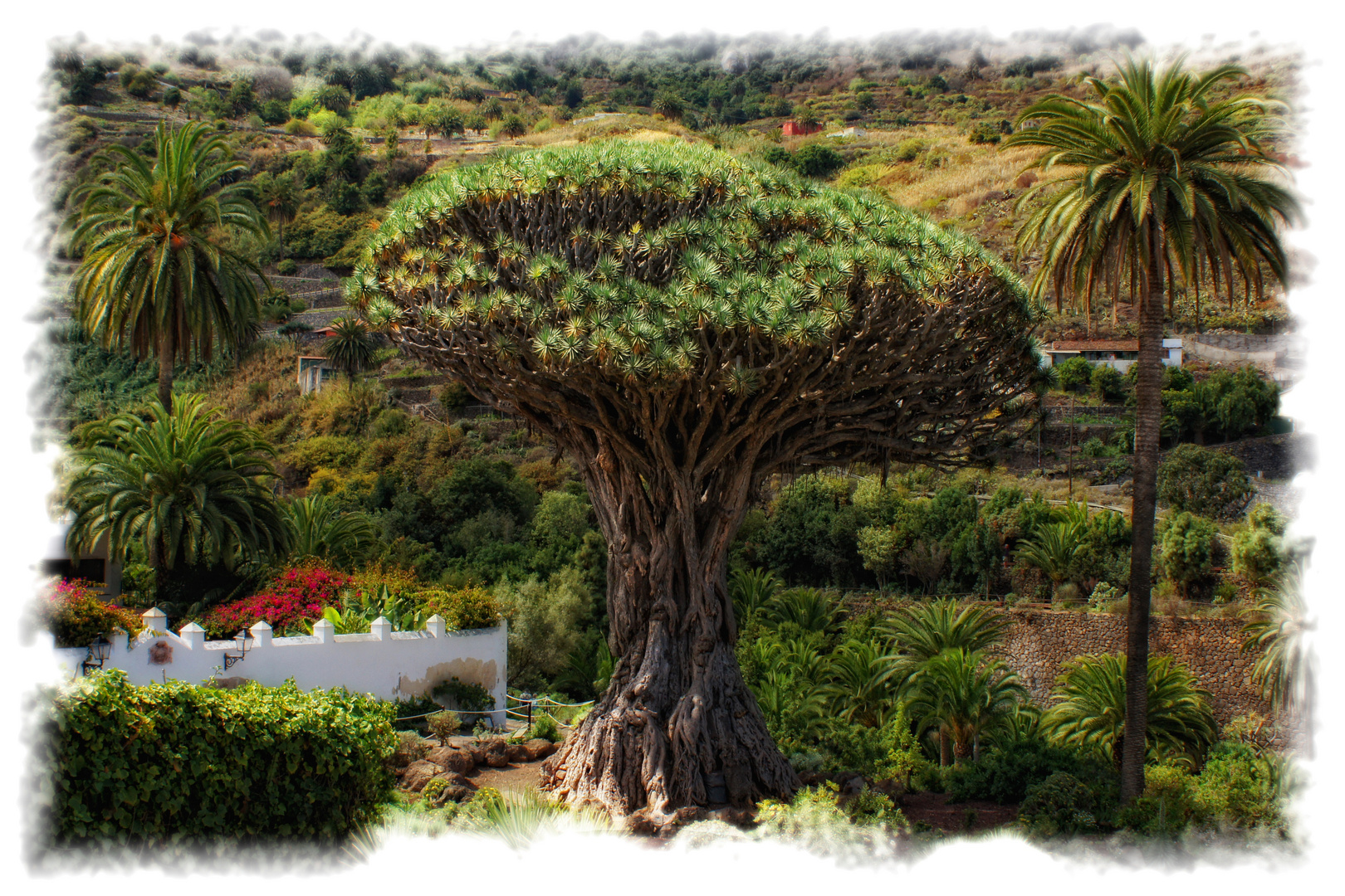 EL DRAGO MILENARIO DE ICOD DE LOS VINOS. (TENERIFE). Dedicada a ERNESTRUX.