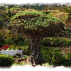 EL DRAGO MILENARIO DE ICOD DE LOS VINOS. (TENERIFE). Dedicada a ERNESTRUX.