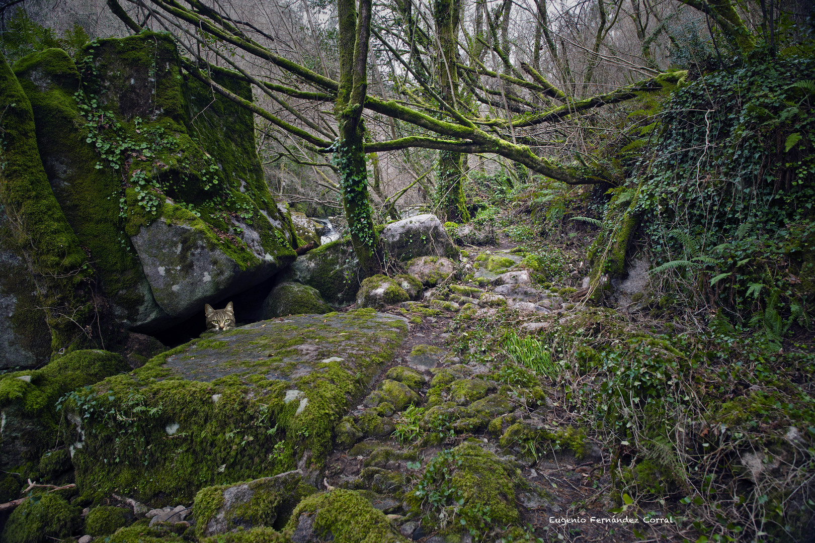 El Duende del bosque