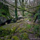 El Duende del bosque