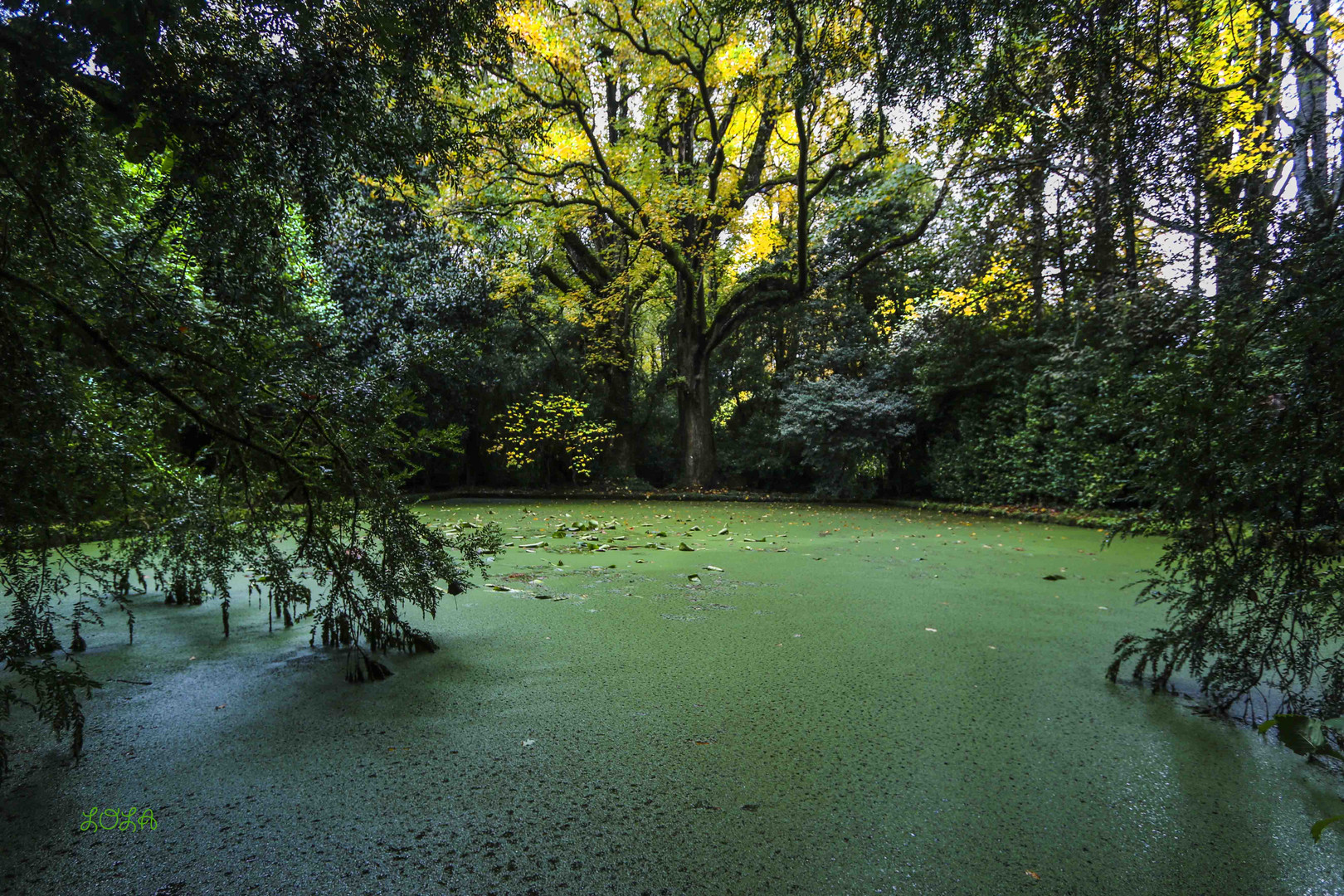 EL ESTANQUE VERDE