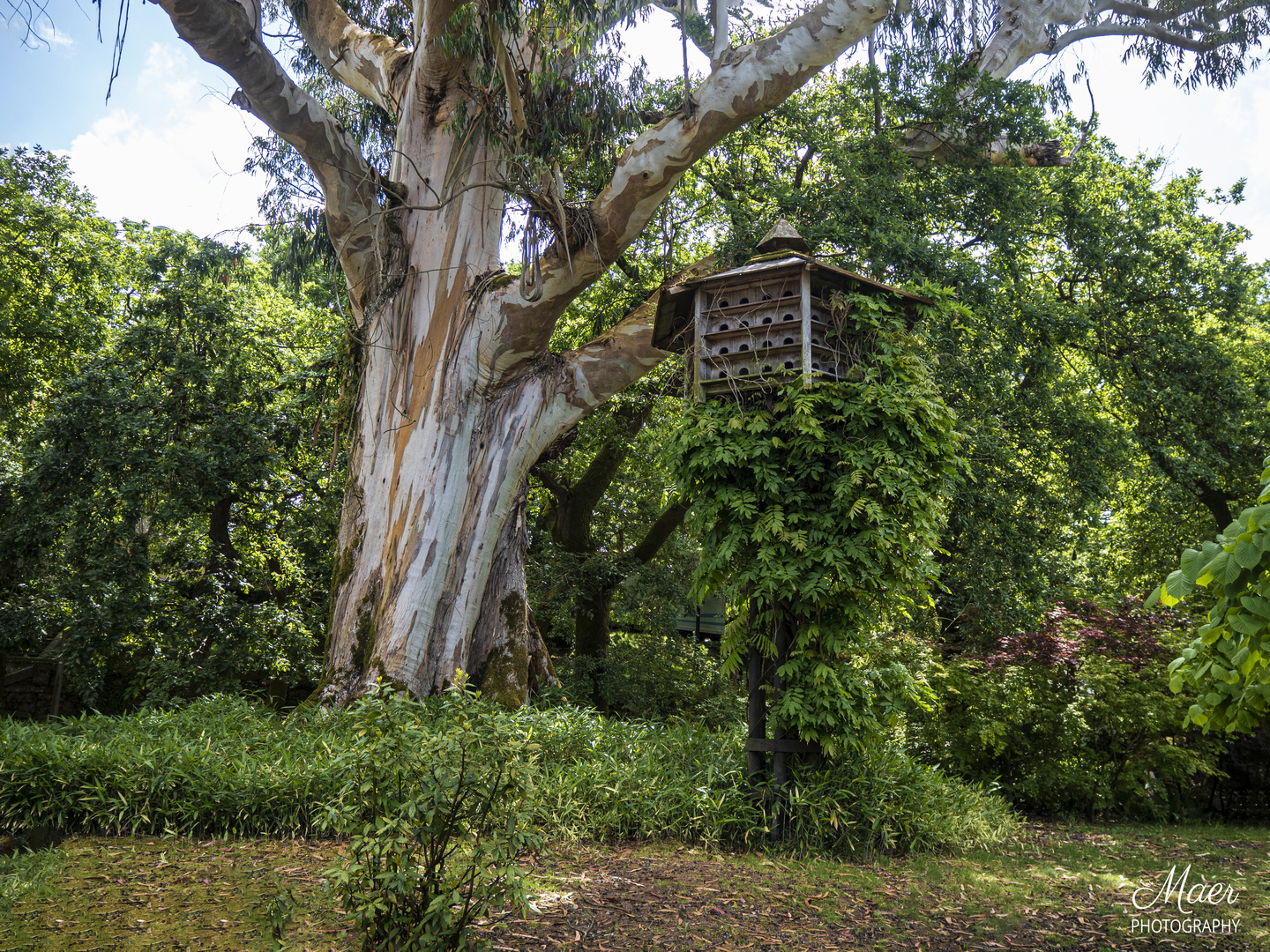 El Eucalipto centenario y la casita de las palomas.