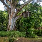 El Eucalipto centenario y la casita de las palomas.