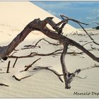 EL FIN DE UN ÁRBOL EN EL DESIERTO