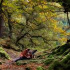 El fotografo y el otoño