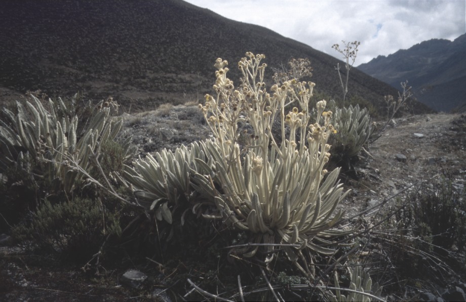 El Frailejón (nur ein Plümchen)