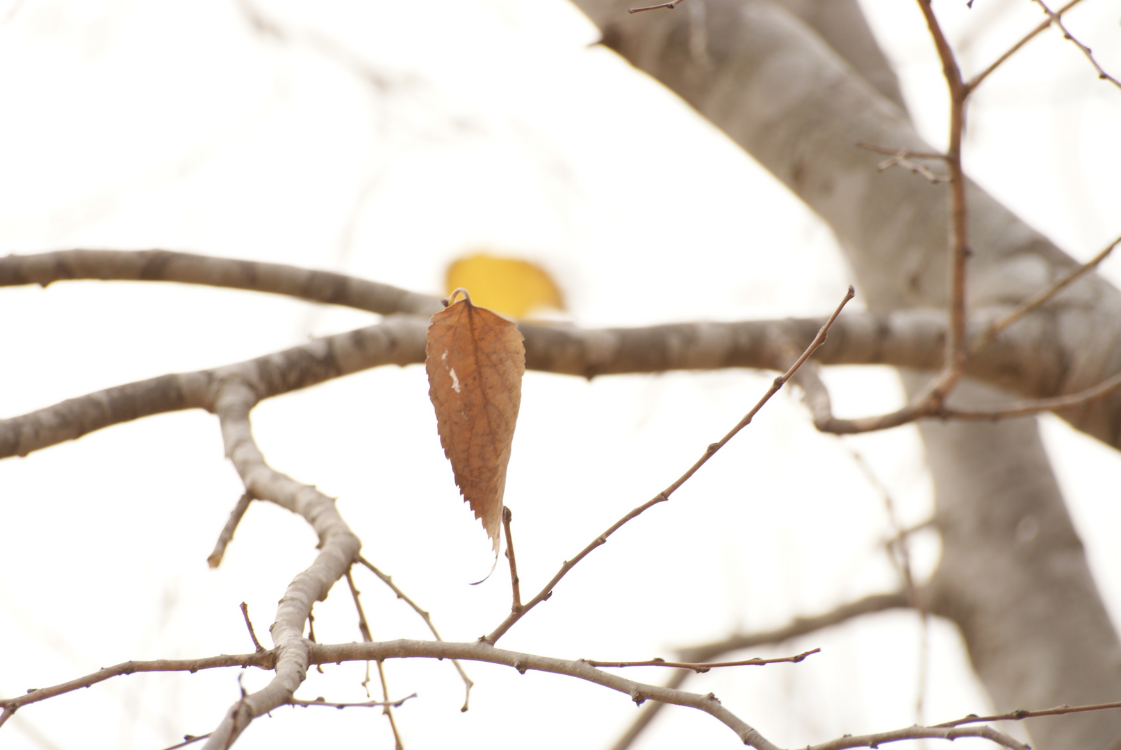 El frío hinvierno